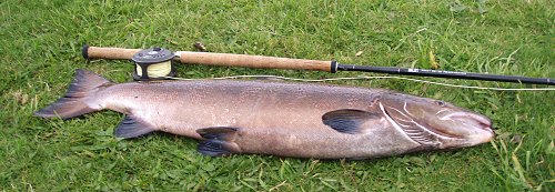 a fish in the 25-30lb plus range, this fish being caught by Dave Champness.