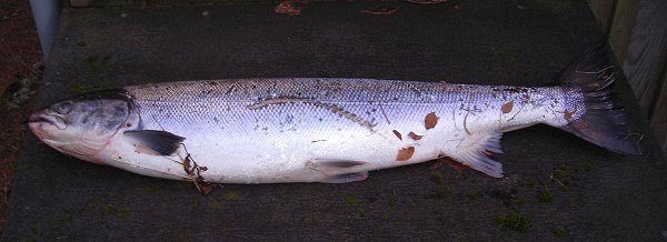 Damaged Salmon.